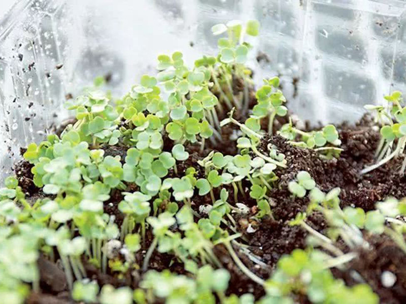 便攜式植物營養測定儀有什么用？