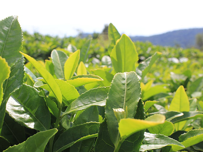 哪款設(shè)備可以精準(zhǔn)檢測(cè)植物冠層？