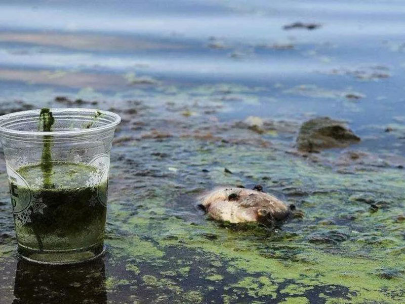 水質(zhì)生物毒性檢測(cè)儀可以測(cè)定工業(yè)排放污水嗎？