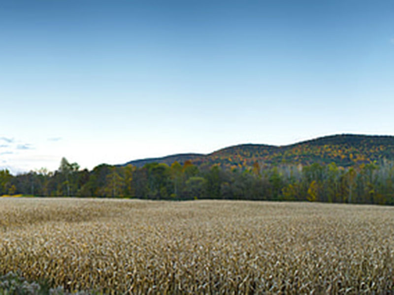 測定植物的營養，為農戶取得更大效益