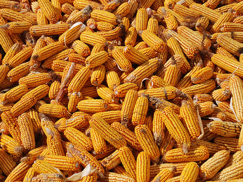 玉米中的黃曲霉毒素是怎么產生的?