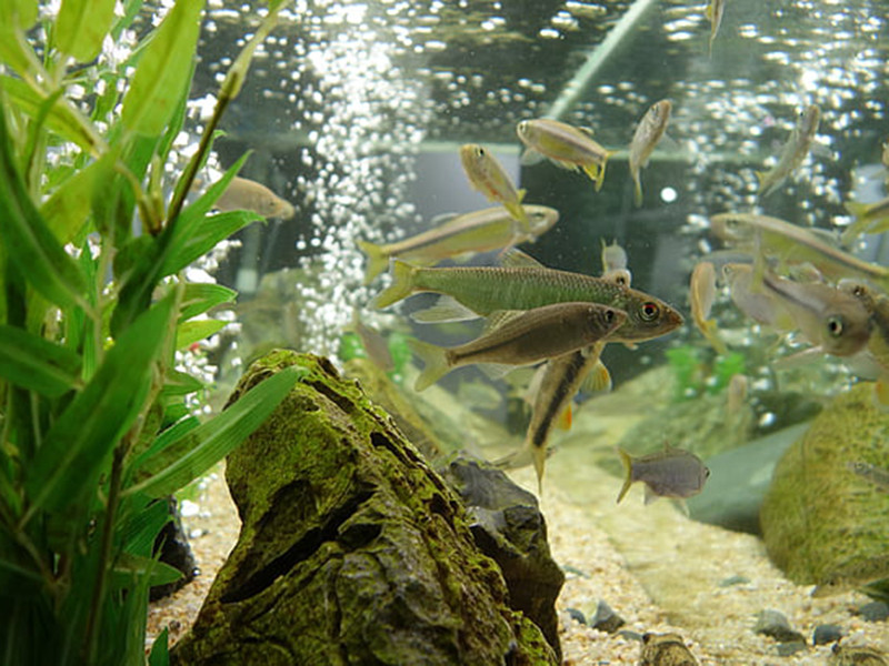 養(yǎng)魚(yú)水質(zhì)不好怎么辦