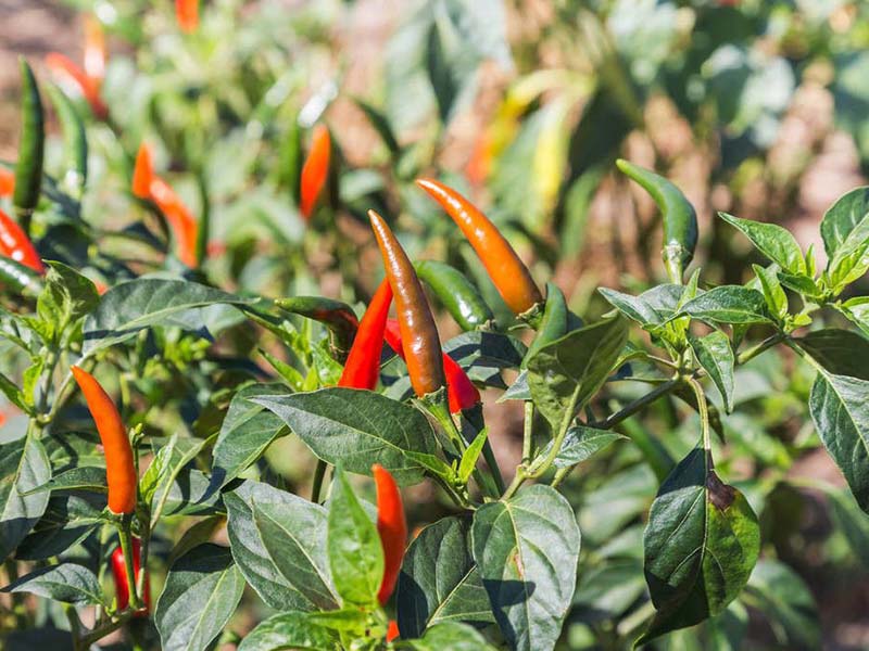 開(kāi)春種植辣椒怎么施肥