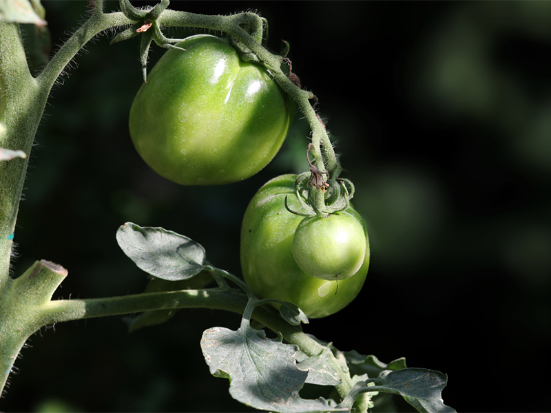 土壤養(yǎng)分檢測(cè)儀靠譜嗎(土壤養(yǎng)分檢測(cè)儀特點(diǎn))