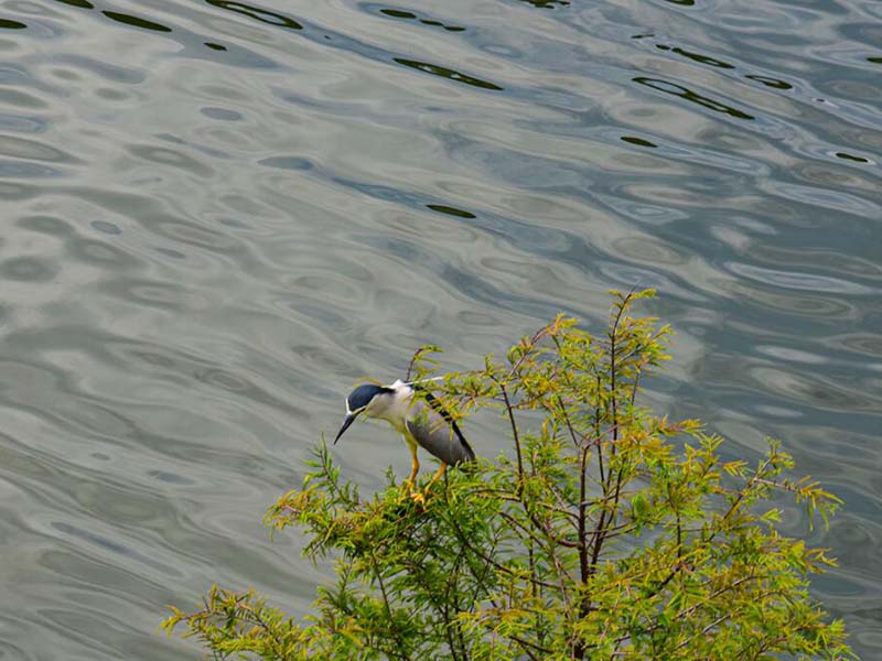 高錳酸鹽指數檢測方法