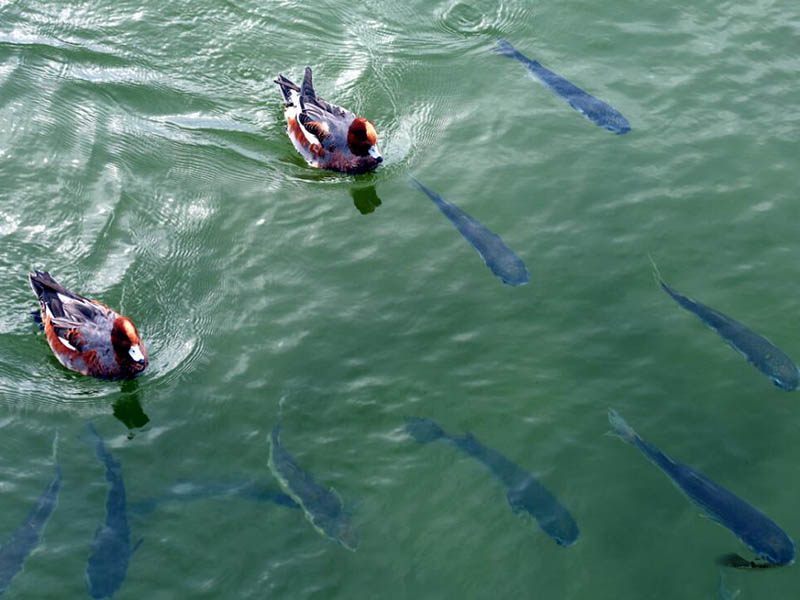 水產養殖水質檢測限值（水產養殖水質檢測常用指標）