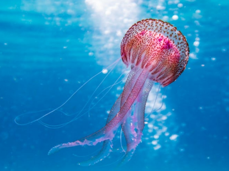 在線水中油分析儀工作原理(在線水中油分析儀特點和應用)