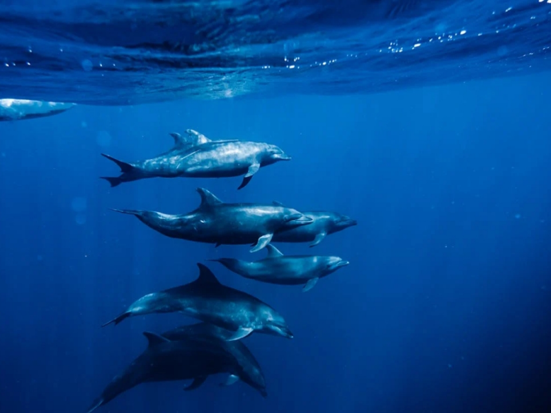 水產養殖中總磷超標影響(水產養殖中總磷超標解決方案)