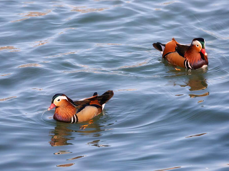 水產養殖水質檢測主要指標