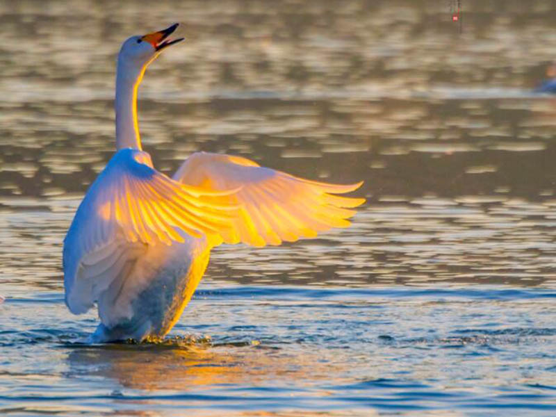 生物毒性測定儀測定原理(生物毒性測定儀優(yōu)勢特點)