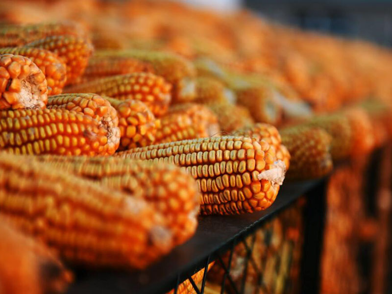 真菌毒素的定義與分類