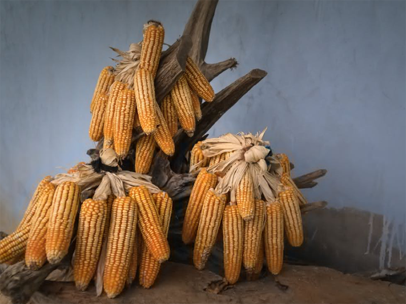 黃曲霉毒素限量標準(糧食黃曲霉毒素如何檢測)