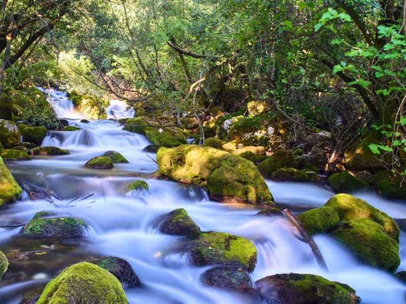 水中藍綠藻分析儀原理