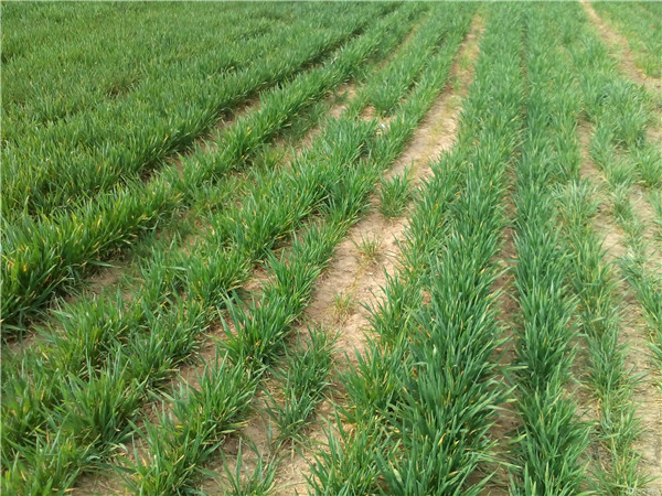 土壤養分速測儀應用具有重大意義