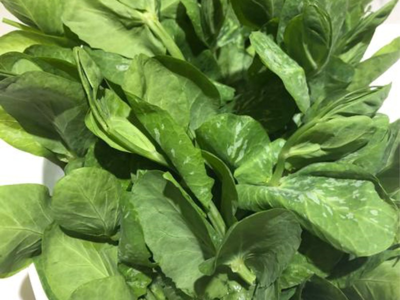 淺析四種葉綠素測定方法 淺析四種葉綠素測定方法