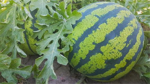 果蔬農藥殘留速測儀檢測水果農殘