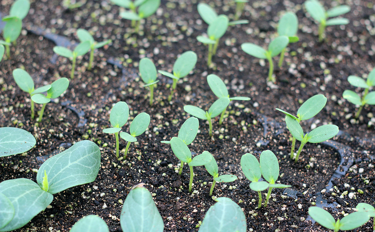 土壤肥料檢測儀
