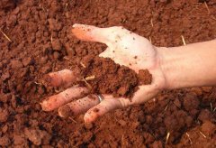 土壤墑情監測儀確保作物健康生長