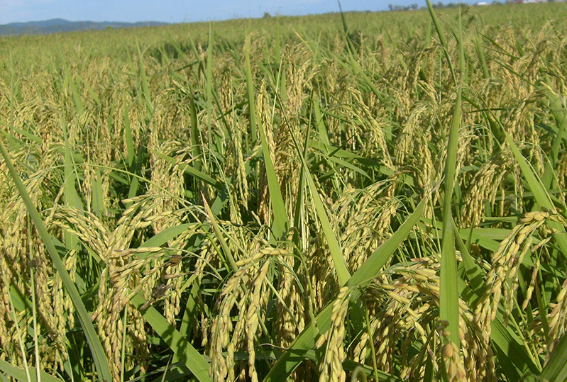 土壤養分測試儀 土壤養分測試儀