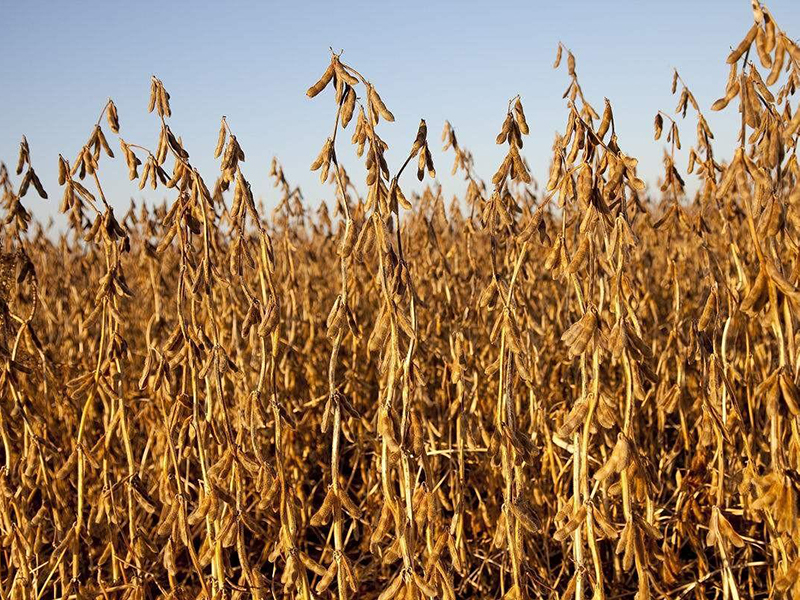 光合作用測試儀