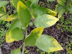 植物營養測定儀有助于控制農產品質量