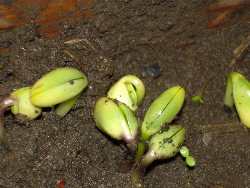 種子發芽箱 7.jpg