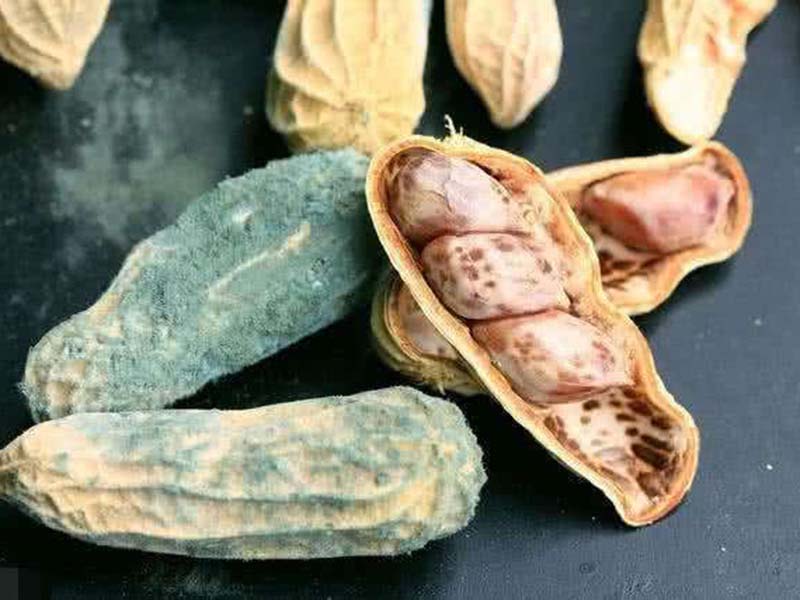 真菌毒素對(duì)人體有怎樣的危害 真菌毒素對(duì)人體有怎樣的危害