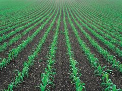 土壤墑情監測儀,為實現節水增糧奠定基礎