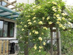 夏季在院子里種這種花,不僅好看還能驅(qū)蚊