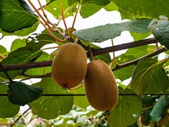 獼猴桃生長期間,補鈣是關鍵