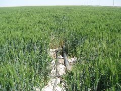 土壤鹽分速測儀,預(yù)防鹽堿地