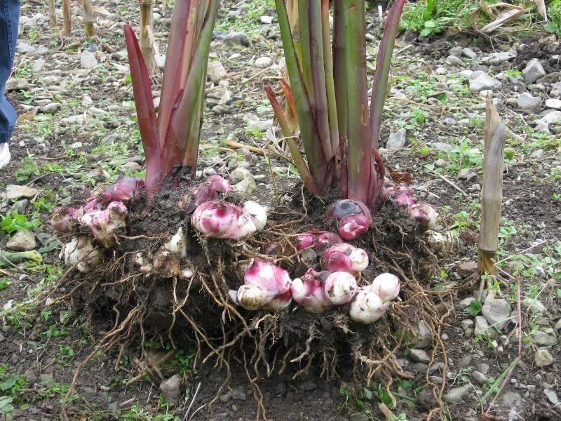 植物根系分析儀，用于根系形態(tài)和構(gòu)造研究